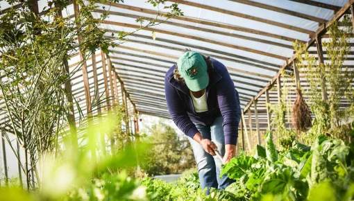 ¿De qué hablamos cuando decimos Soberanía Alimentaria?