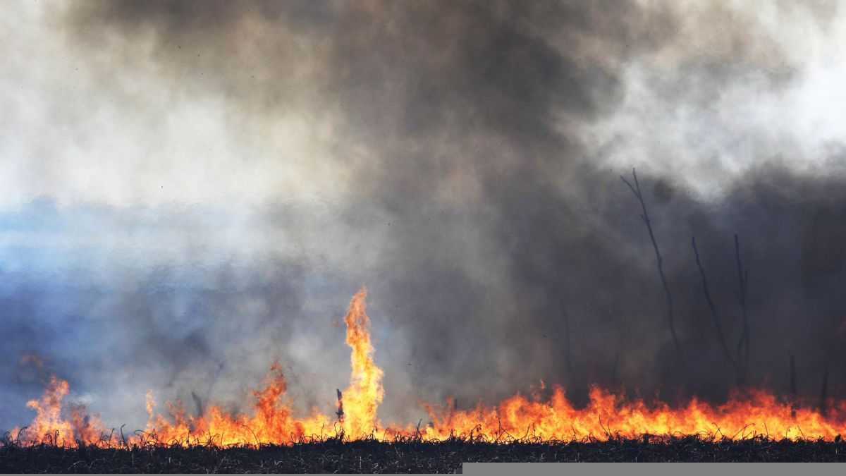 altText(Incendios: El Delta perdió 300.000 hectáreas en un año)}