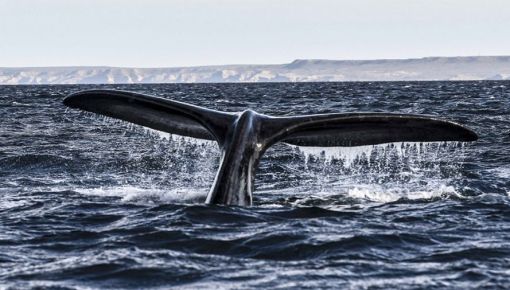 altText(Ambiente pide esclarecimiento sobre el velero que atropelló a una ballena)}