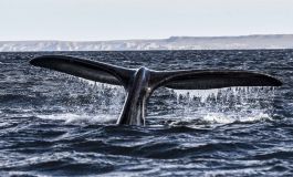 Ambiente pide esclarecimiento sobre el velero que atropelló a una ballena