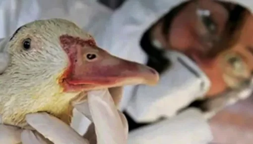 Influenza aviar en Córdoba: estudian posible migración de las aves al resto del país 