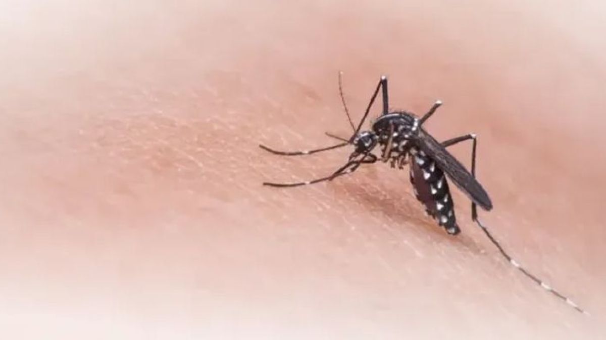 altText(Argentina acumula más de 315 mil casos de dengue en apenas cuatro meses)}